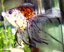 Drew, my calico fantail