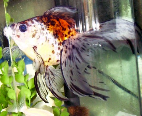 Drew, my calico fantail