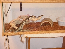 Male Reduced Pattern1