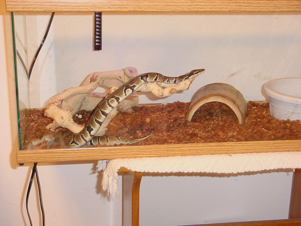 Male Reduced Pattern1