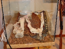 Male reduced Pattern2