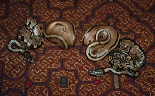 striped ball pythons