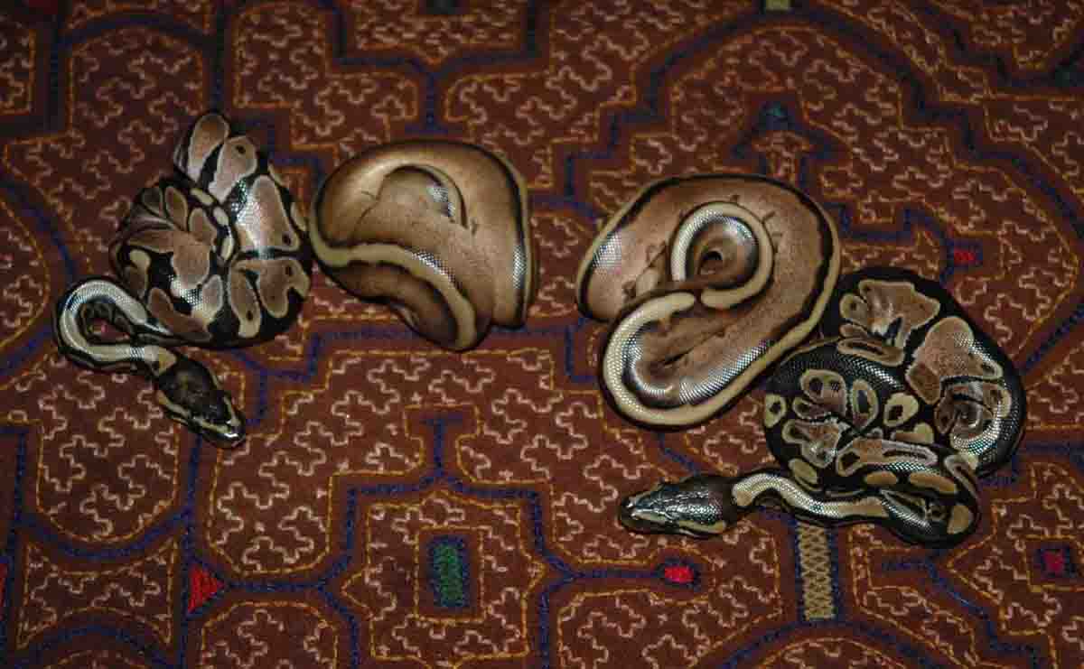 striped ball pythons