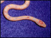 red-headed jungle corn