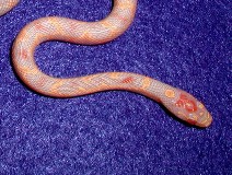 red-headed jungle corn