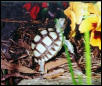 Baby stretching for Pansy