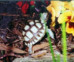 Baby stretching for Pansy