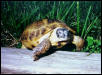 Sherman exploreing.