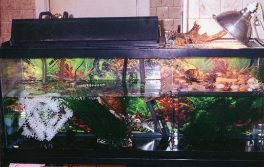 Basking Area.