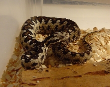 1.0 Vipera latasti gaditana