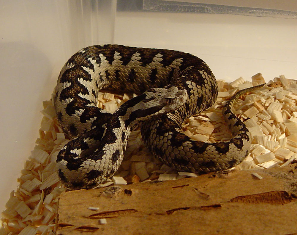 1.0 Vipera latasti gaditana