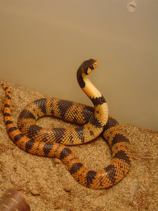 Aspidelaps sp.