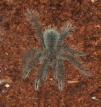 Theraphosa blondi spiderling