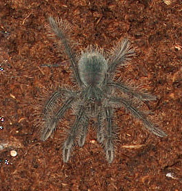 Theraphosa blondi spiderling