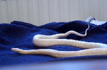 Snow corn