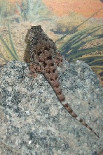 Sceloporus smaragdinus backview
