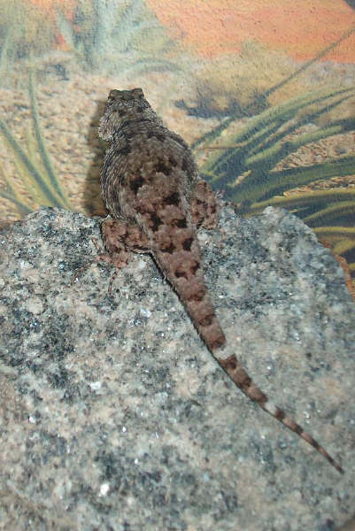 Sceloporus smaragdinus backview