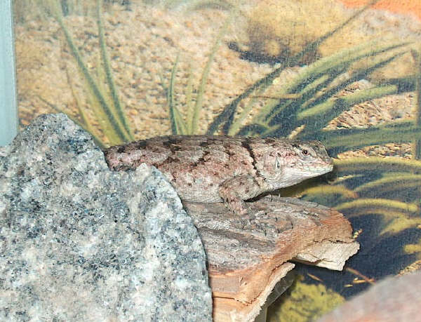 Sceloporus smaragdinus