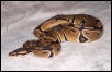 Normal p. regius