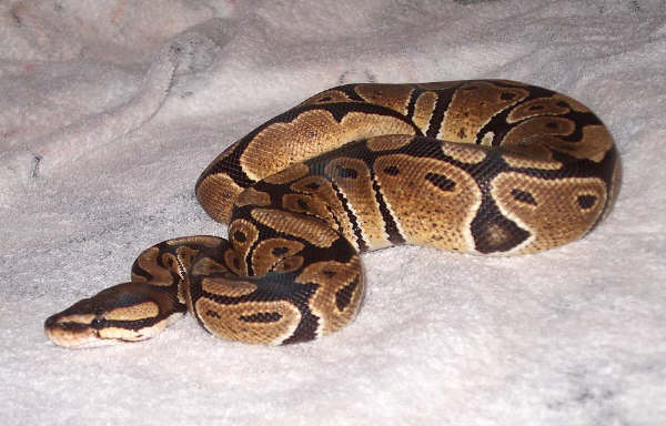 Normal p. regius