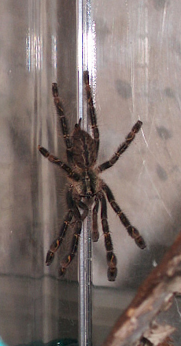 Poecilotheria ornata spiderling