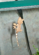 R.ciliatus baby