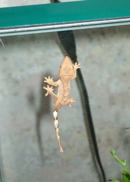 R.ciliatus baby