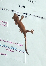 R.ciliatus baby 2