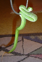 1.0 Trimeresurus macrops