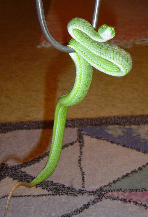1.0 Trimeresurus macrops