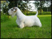 My Sealyham Terrier