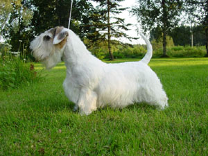 My Sealyham Terrier
