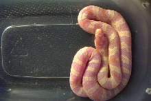 albino jungle corn