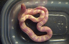 albino jungle corn #2