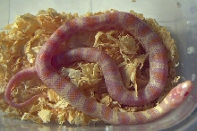 fourth albino from f1 jungle clutch