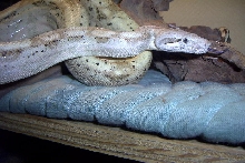 female hog island boa
