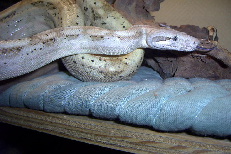 female hog island boa