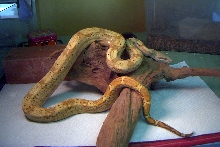 female hogg island boa