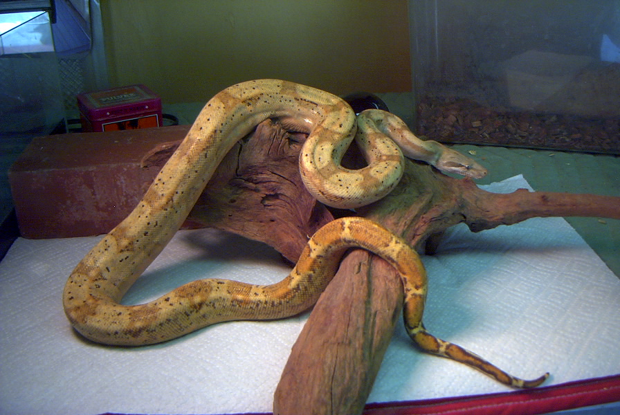 female hogg island boa