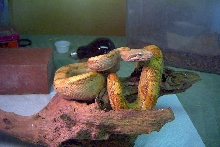 hogg island male peach phase