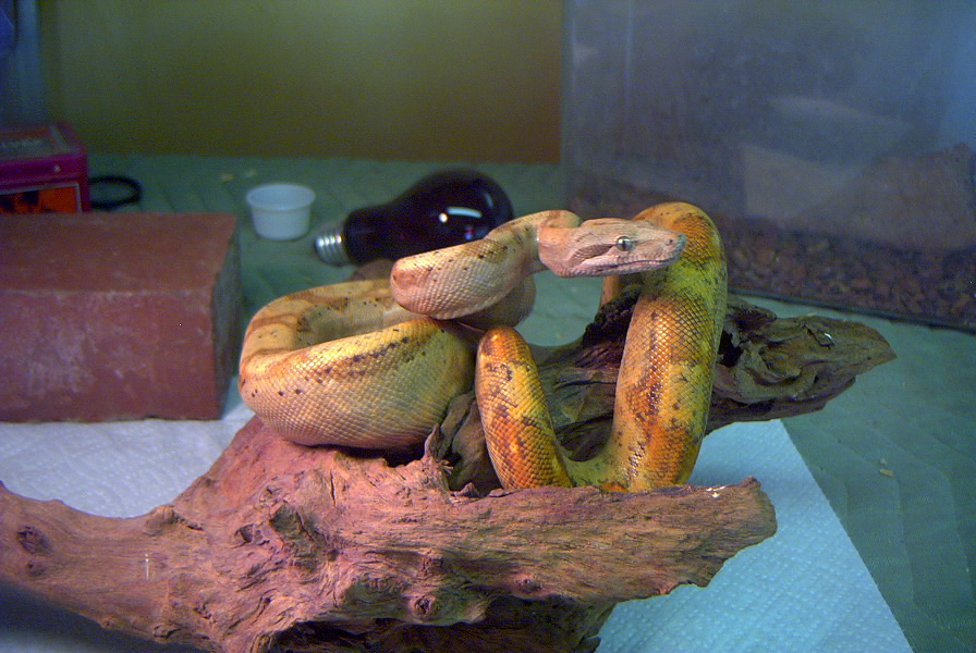 hogg island male peach phase