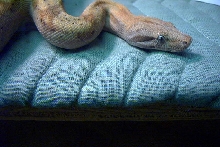 hog island boa male 03