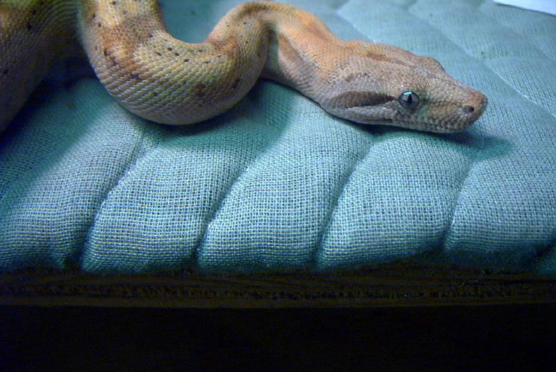 hog island boa male 03