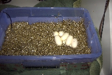 amel corn x 50/50 cal king