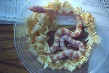 Jungle corn F1