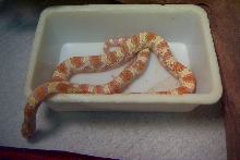 jungle corn female #1