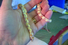 female jungle corn #2