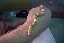 male jungle corn