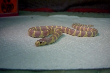 female lav cal king