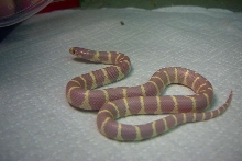 male lavender cal king